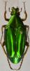 Chalcothea neglecta